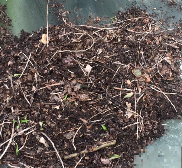 4种“垃圾”别丢掉,用来养花效果太好,还能省下一大笔钱 4种“垃圾”别丢掉,用来养花效果太好,还能省下一大笔钱