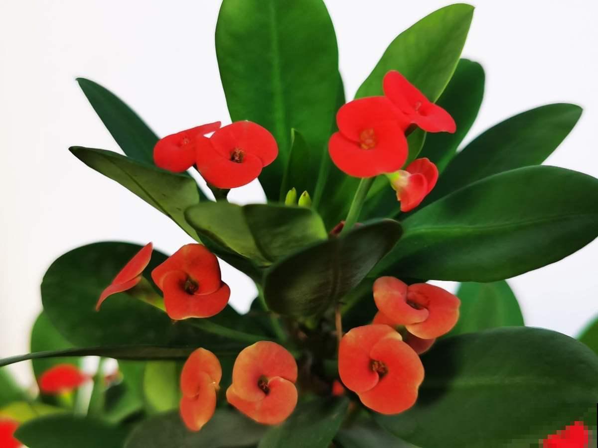 5种花，很常见，可尽量别养在家