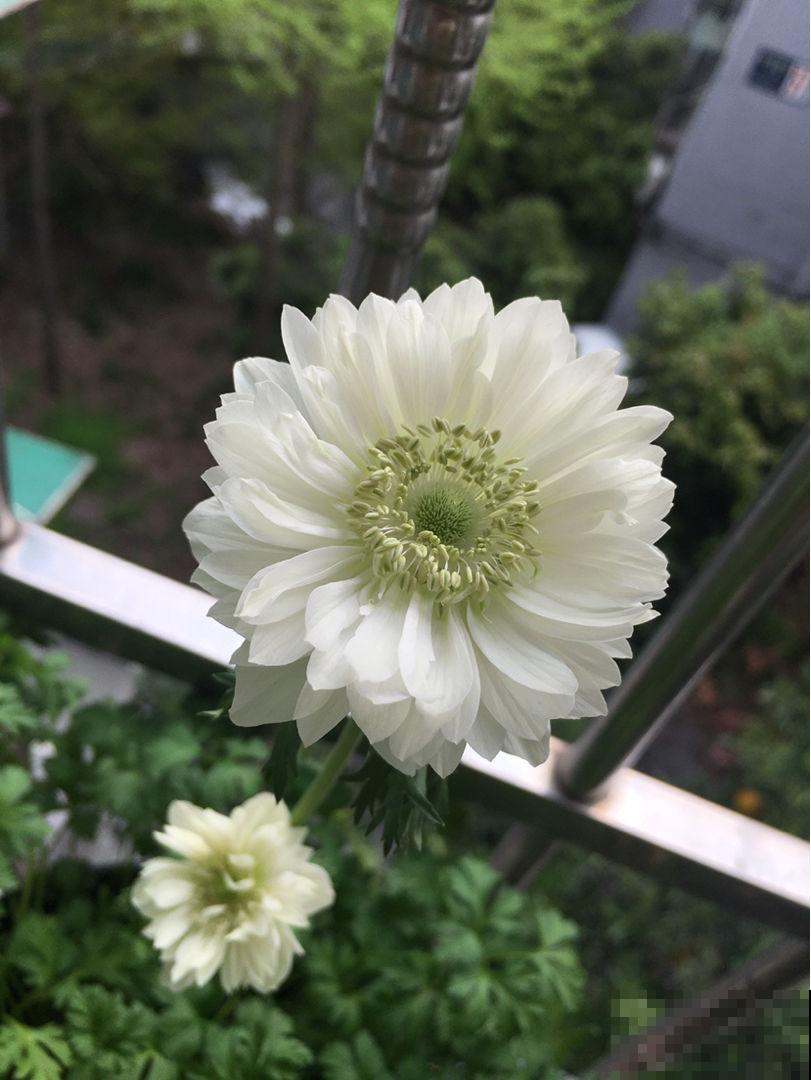 银莲花又被称为“风之花”,能耐寒零下20度,现在种下三月就开花 银莲花又被称为“风之花”,能耐寒零下20度,现在种下三月就开花