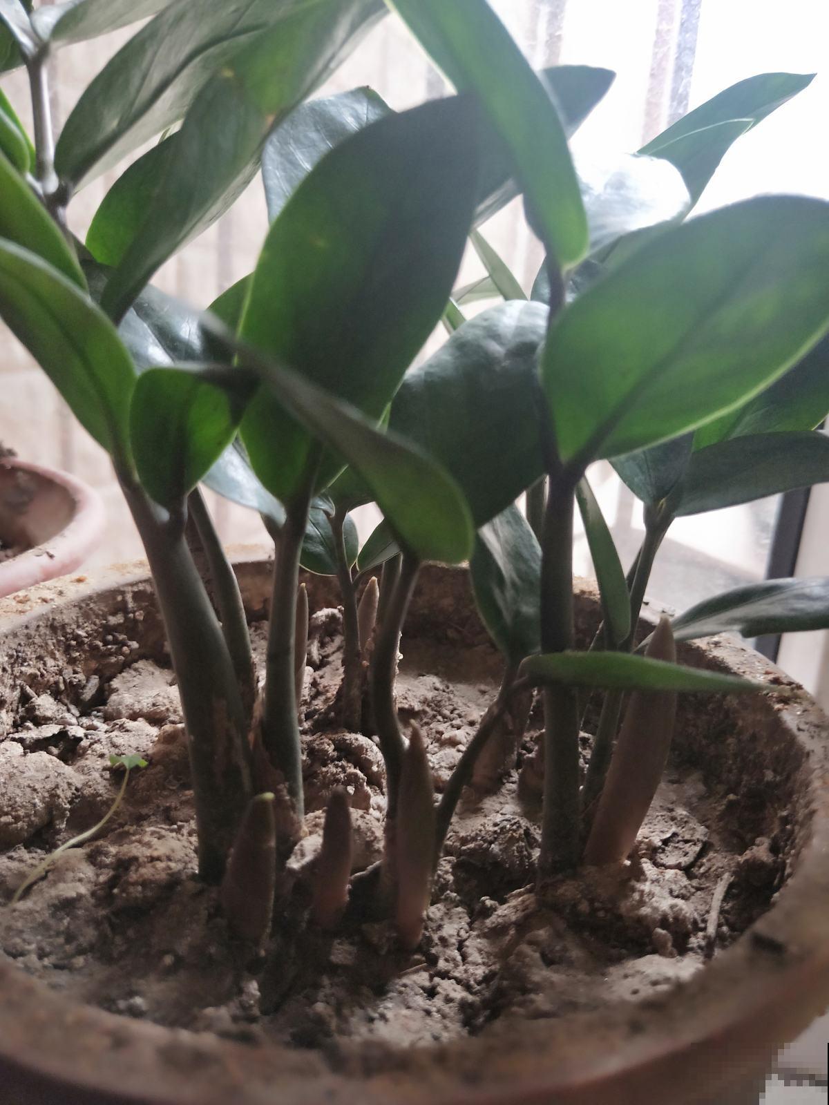 家里摆一盆金钱树，招财进宝寓意好，长得壮福气旺