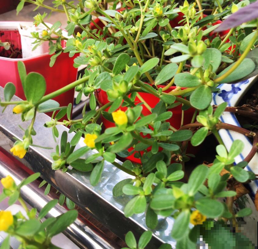 不起眼的野草还有大用处,现在排队上山挖,个个是宝贝 不起眼的野草还有大用处,现在排队上山挖,个个是宝贝