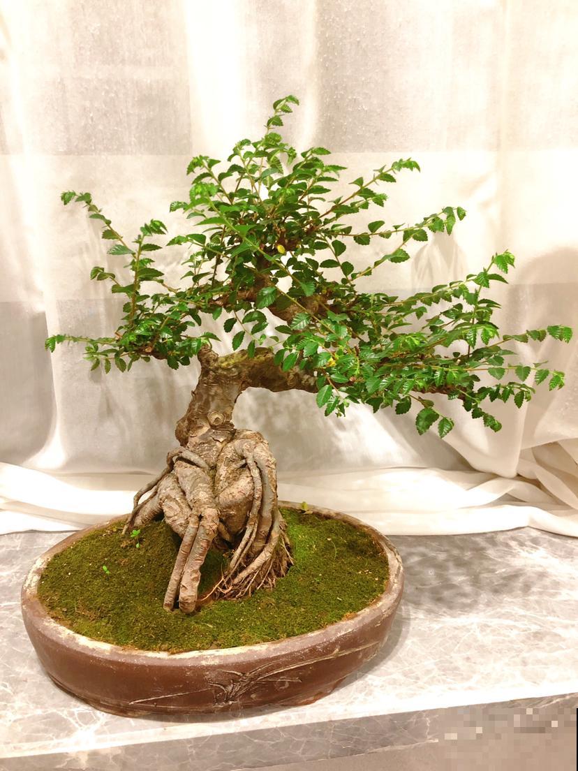 5种花,天生的高贵气质,做成盆景价值翻倍 5种花,天生的高贵气质,做成盆景价值翻倍