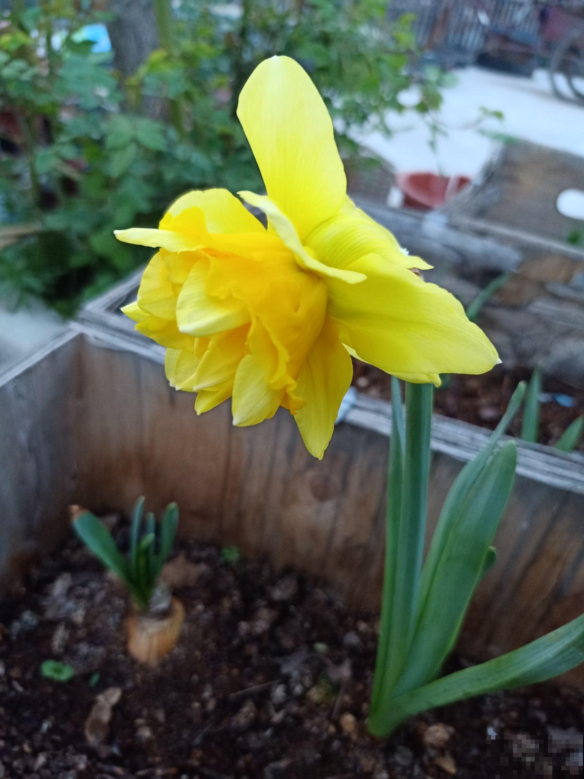 “家有水仙,富富年年”,家里养洋水仙,花大色艳还有好兆头 “家有水仙,富富年年”,家里养洋水仙,花大色艳还有好兆头