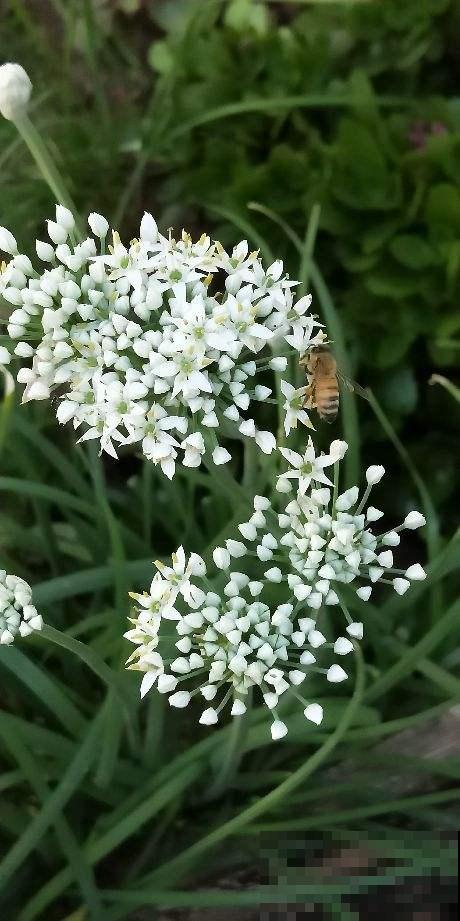 不到100块穷装院子,种了满院子蔬菜,这下省了买菜钱 不到100块穷装院子,种了满院子蔬菜,这下省了买菜钱