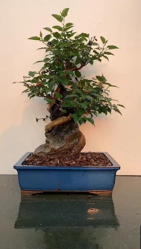 老祖宗说“五树进宅，人穷家败”，5种树最好不要种家里