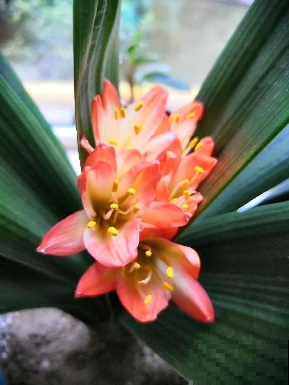 王大爷家的花8年没开，找到了4个窍门，很快就开花