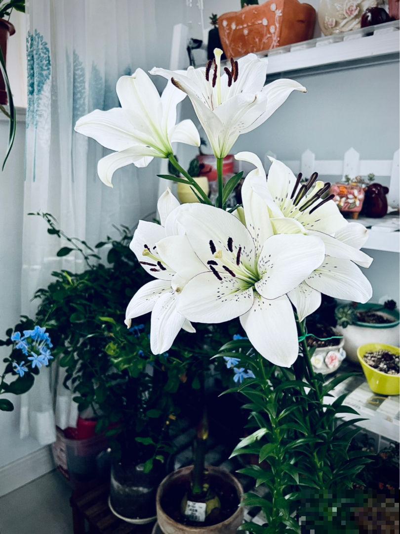 这5种花冬天不能养,别盲目跟风,来年春天才是它的生长期 这5种花冬天不能养,别盲目跟风,来年春天才是它的生长期