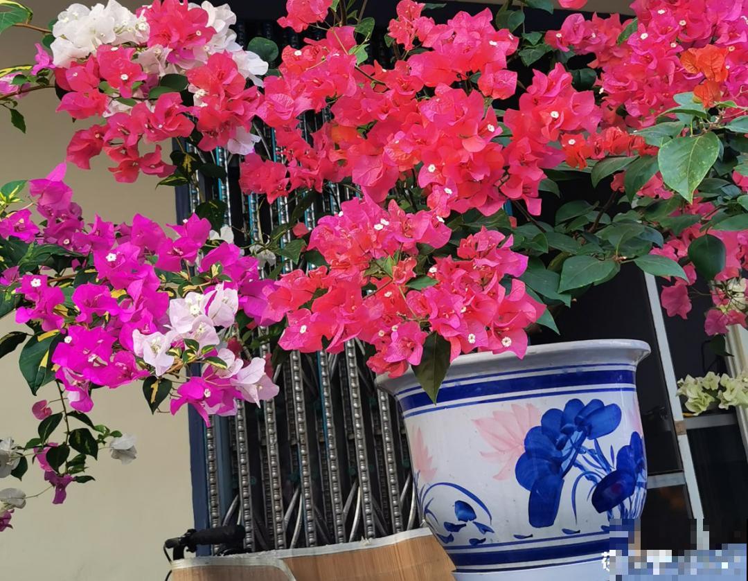 10种花,冬天要休眠,赶紧修剪防冻,才能安全越 10种花,冬天要休眠,赶紧修剪防冻,才能安全越