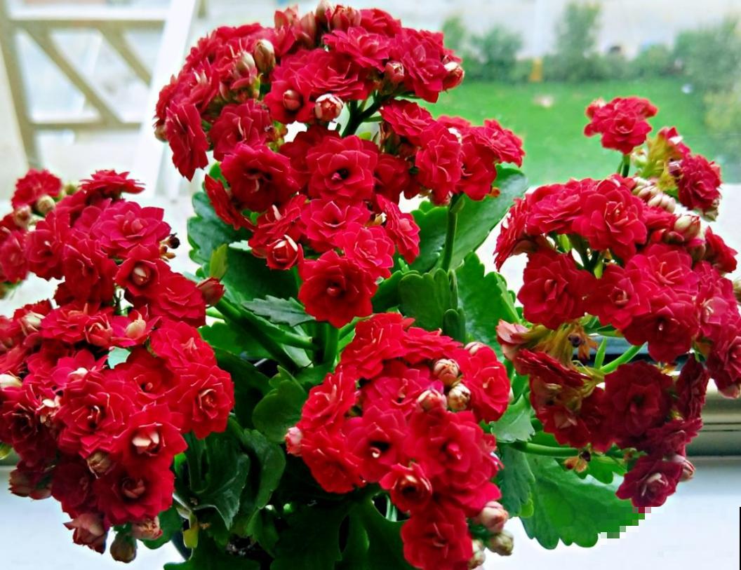 农村大娘养的长寿花,开花开到爆,满盆开花不见叶 农村大娘养的长寿花,开花开到爆,满盆开花不见叶