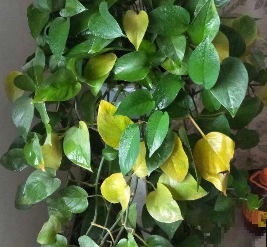 为什么养的花草总枯死？原来5个要点没注意，以前真是白费功夫了