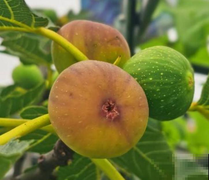 “家有果树，四季镇宅”，养盆果树，满枝结果有吉祥好兆头