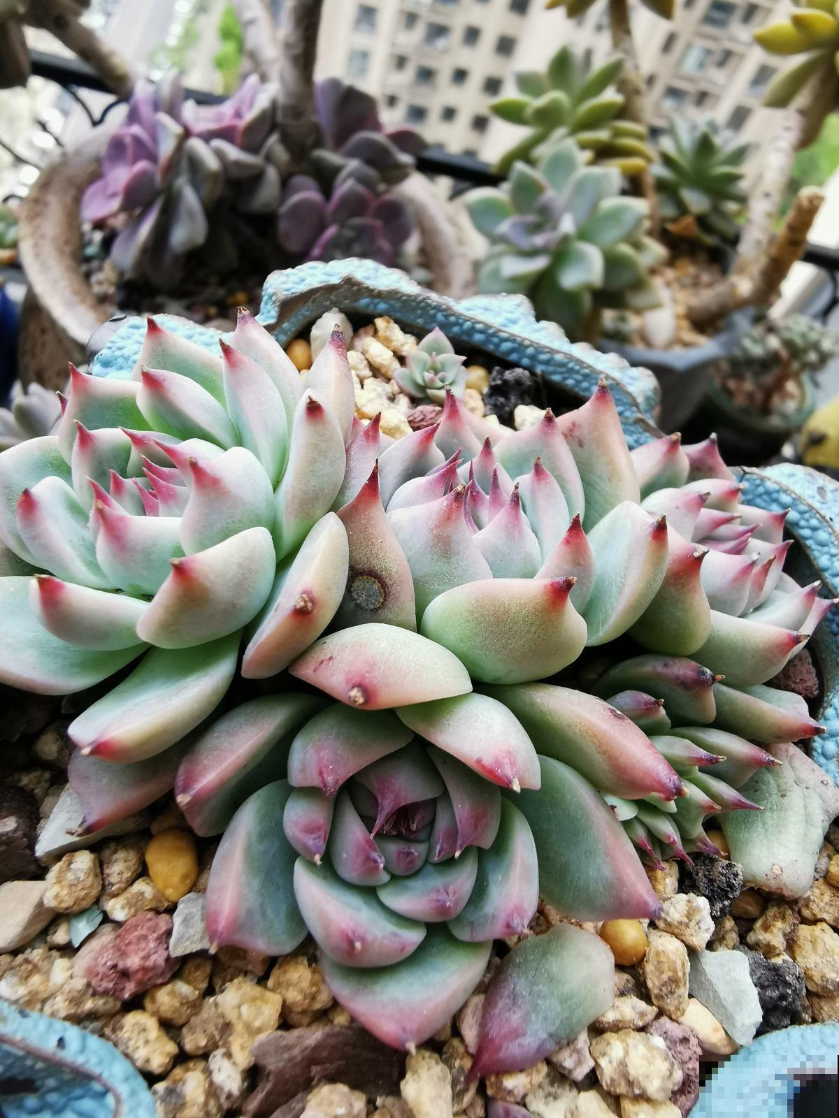 家里养的“肉墩子”,掐个叶子就能活,1盆能变10多盆 家里养的“肉墩子”,掐个叶子就能活,1盆能变10多盆