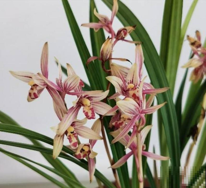 养兰花的人,值得岁月最好的眷顾,内附养花性格分析 养兰花的人,值得岁月最好的眷顾,内附养花性格分析