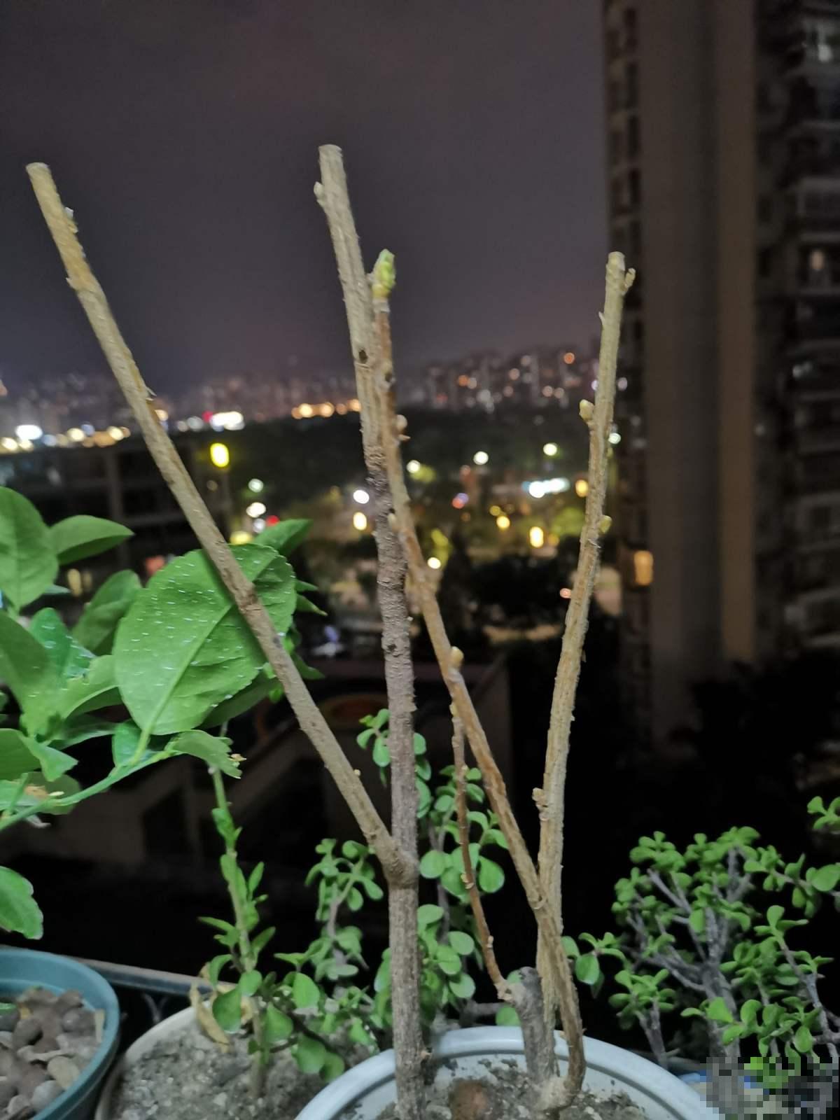 屋里养棵柠檬盆栽,清香满屋还能杀菌,养人养身心 屋里养棵柠檬盆栽,清香满屋还能杀菌,养人养身心