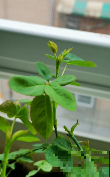 8种“安全花”，家里有老人孩子孕妇都不怕，反而清新养人