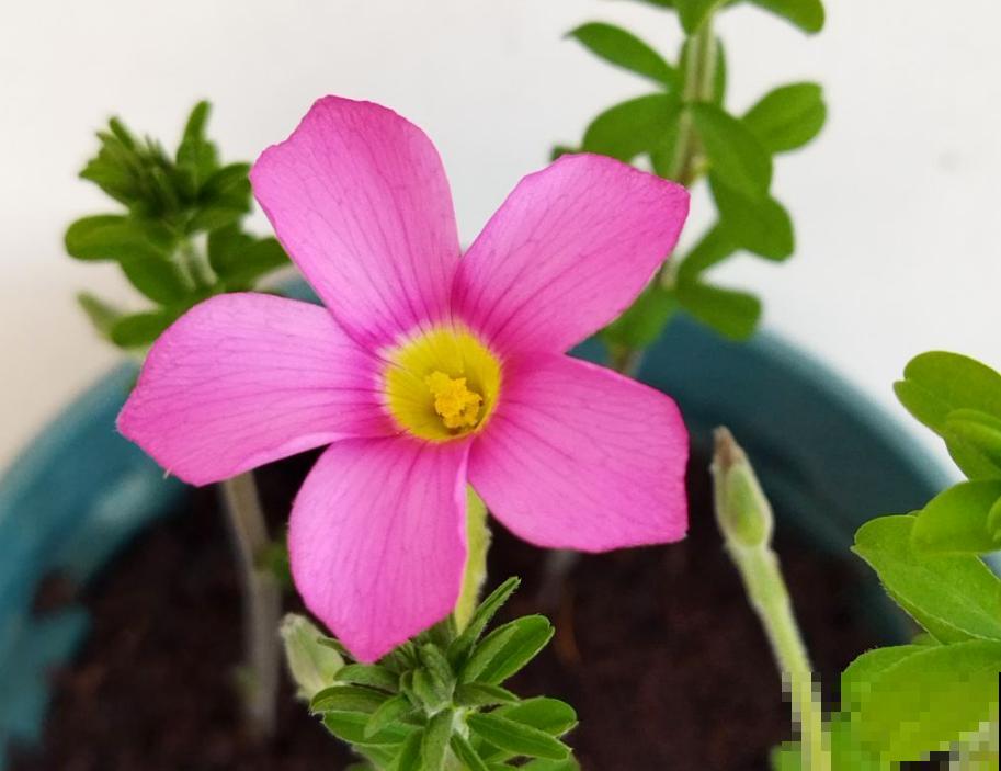 10种花，小盆“挤着养”，不烂根，植株旺，花苞突突冒