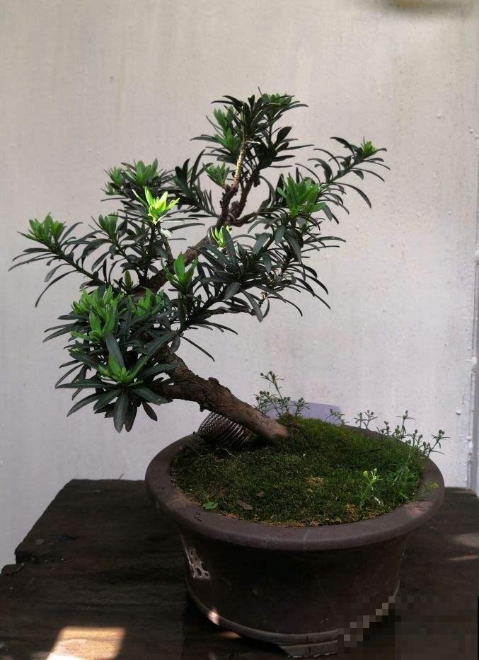 庭院必种的4种“吉祥树”,花开满树,瞬间打造小花园 庭院必种的4种“吉祥树”,花开满树,瞬间打造小花园