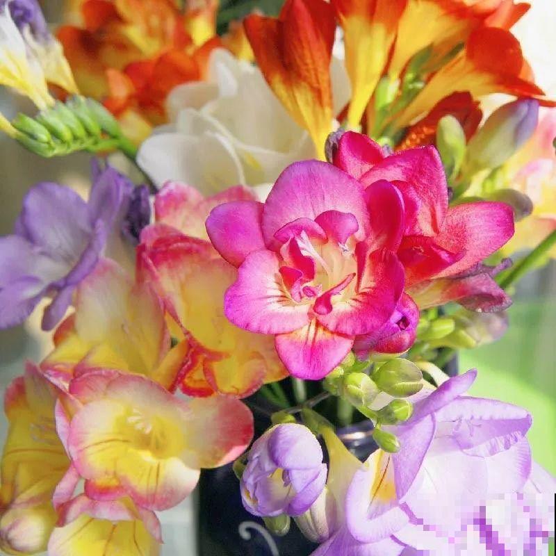 2块钱一个的便宜花,埋土里就开花爆盆,天再冷也冻不死 2块钱一个的便宜花,埋土里就开花爆盆,天再冷也冻不死