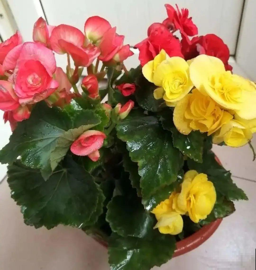 买茶花也要注意“坑”，注意5要点，叶子挺立有精神