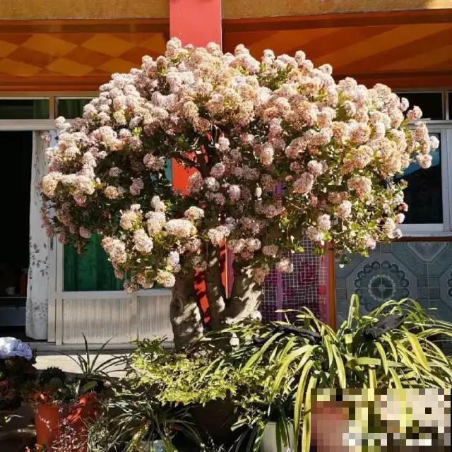 客厅养好树,子孙一直富,8种树养在家,镇宅有安全感 客厅养好树,子孙一直富,8种树养在家,镇宅有安全感