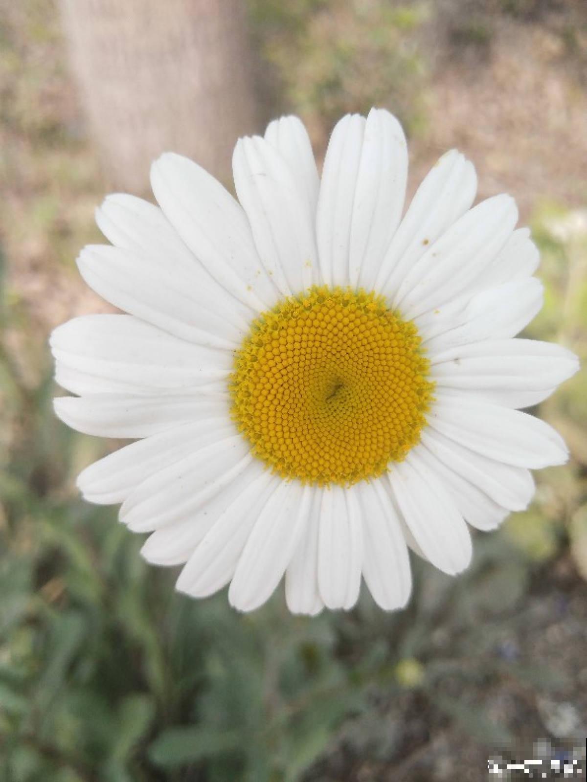 自己种的小雏菊，蔫得像野菜，原来是没注意4要点