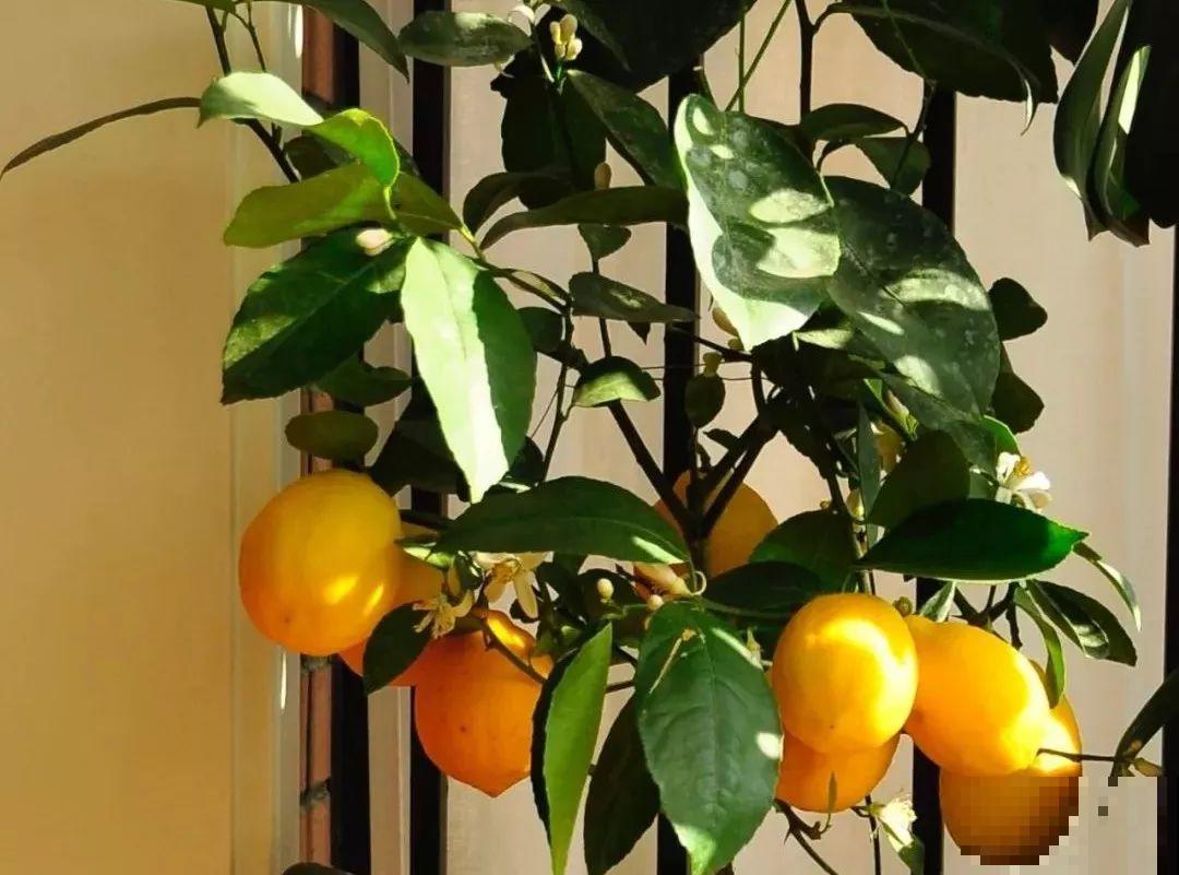 人养花，花也养人，家里养这10种花，越养越健康