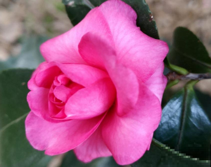 喜欢花香的朋友,一定不要错过茶花,现在买过年就能开 喜欢花香的朋友,一定不要错过茶花,现在买过年就能开