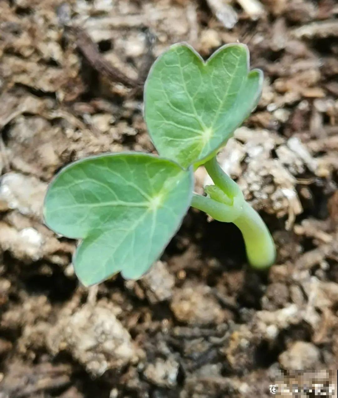 秋天种16种花，冬天就能开爆盆，满盆都是花
