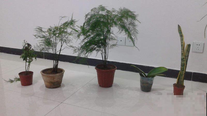 找对地方捡花,买花钱能少一半,你都知道从哪捡花吗 找对地方捡花,买花钱能少一半,你都知道从哪捡花吗