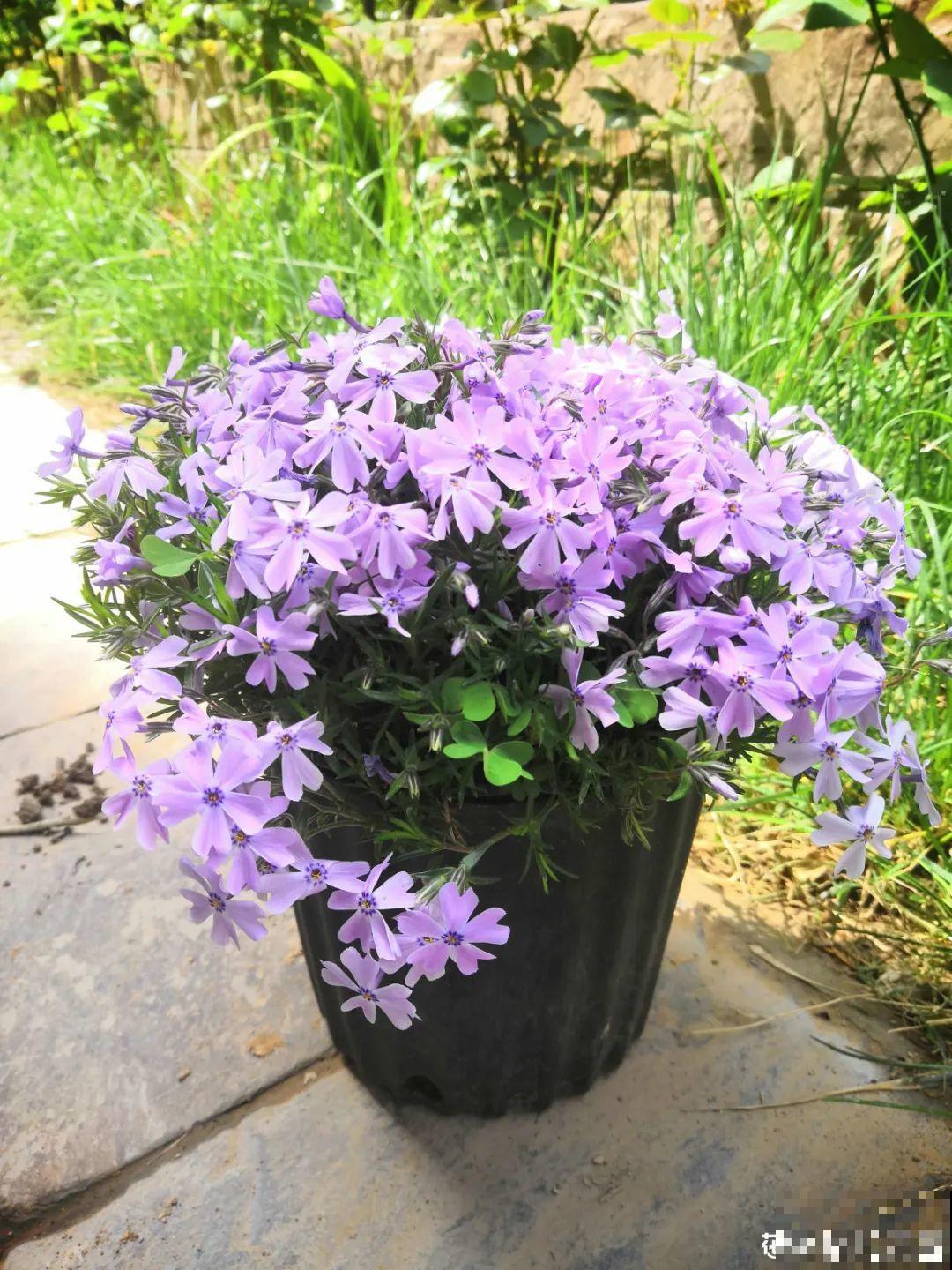 “寿命长”的10种花,寓意好,格调高,老人见了眉开眼笑! “寿命长”的10种花,寓意好,格调高,老人见了眉开眼笑!