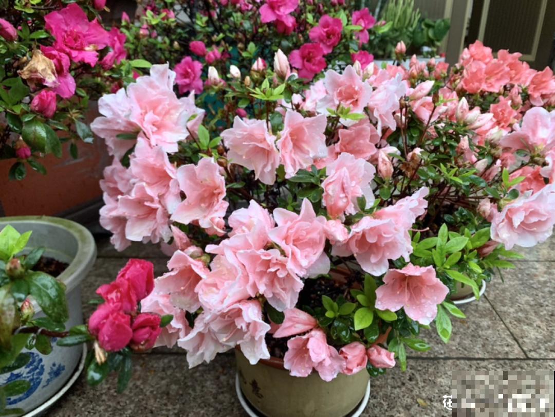 现在给花上秋肥，杆子粗、叶子密，不然冬天都冻死