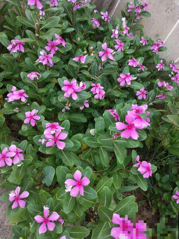 1种“有毒花”危险，但养的人真不少，四季开花花期超长