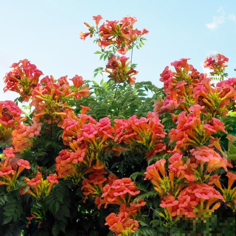 因为一个女人,我爱上了养花,从此生活有了颜色 因为一个女人,我爱上了养花,从此生活有了颜色