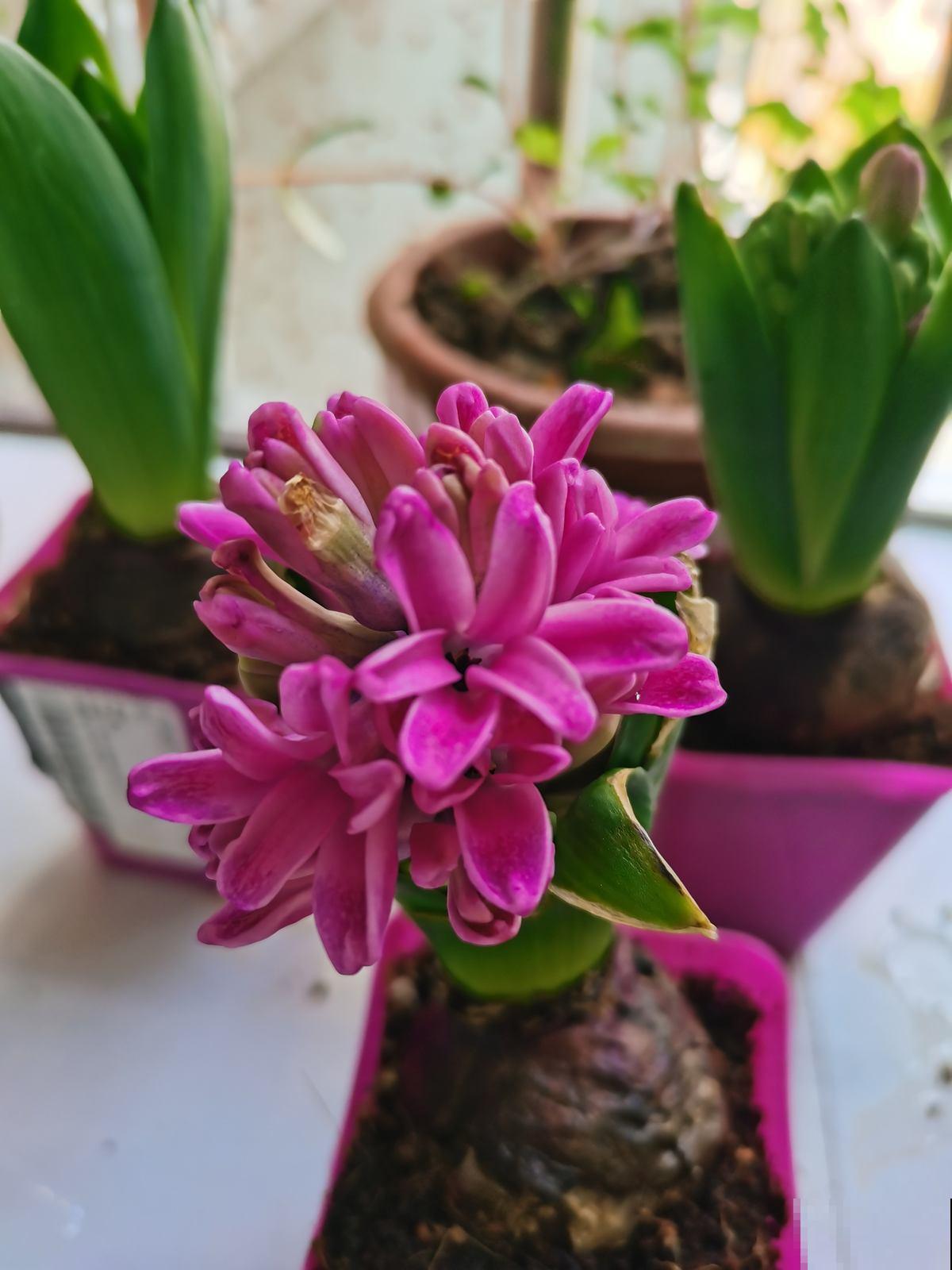 一个“洋葱头”埋土里,一个月就开花,满屋子是香味 一个“洋葱头”埋土里,一个月就开花,满屋子是香味