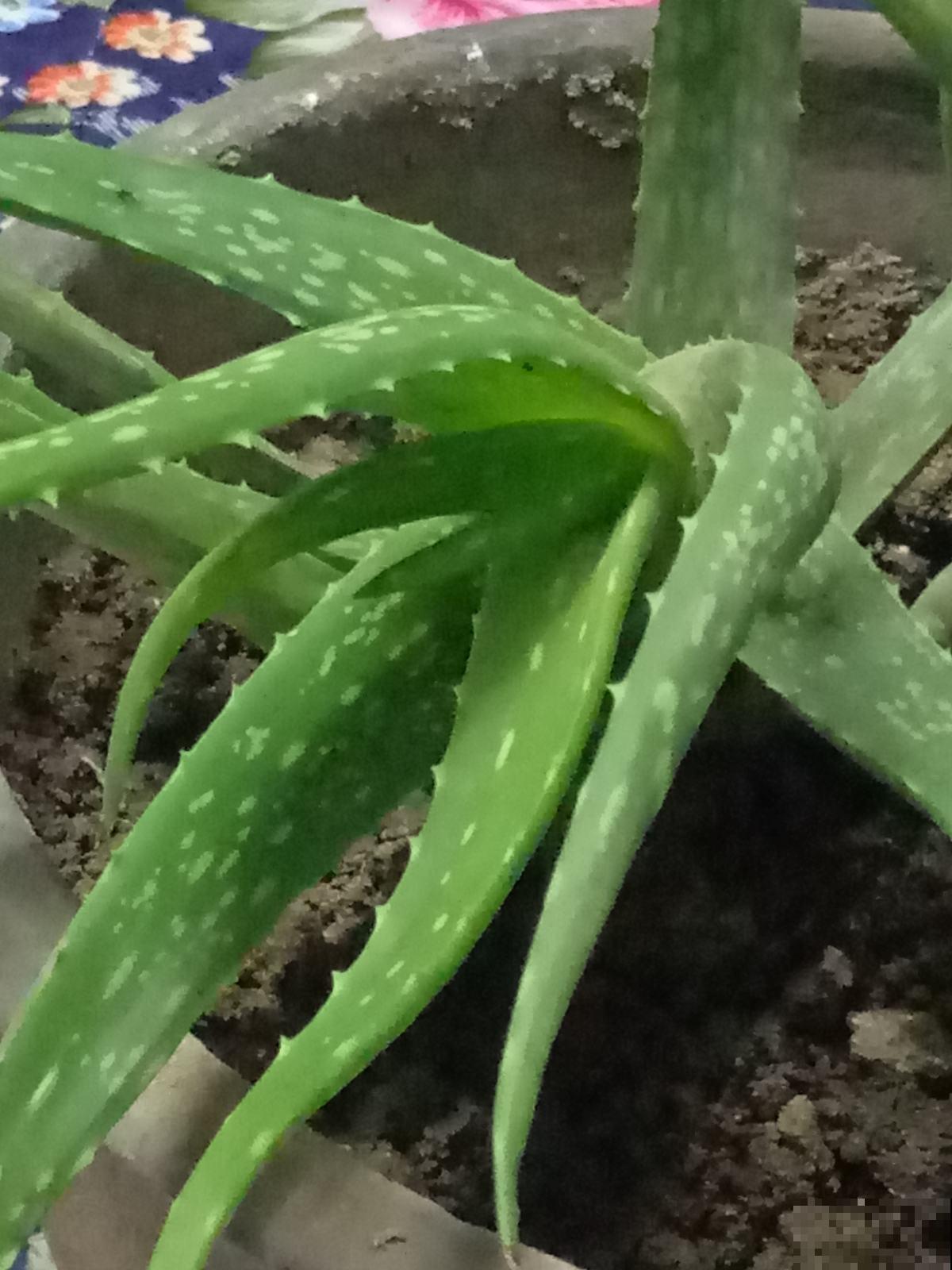 1种绿植被称作“家庭小药箱”,净化空气效果好,养人养身心 1种绿植被称作“家庭小药箱”,净化空气效果好,养人养身心