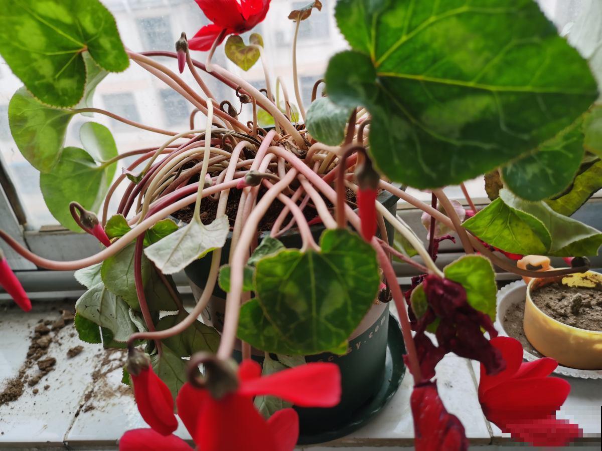 10种花天生“公主病”,真是没得治,养花大神遇到也头疼 10种花天生“公主病”,真是没得治,养花大神遇到也头疼