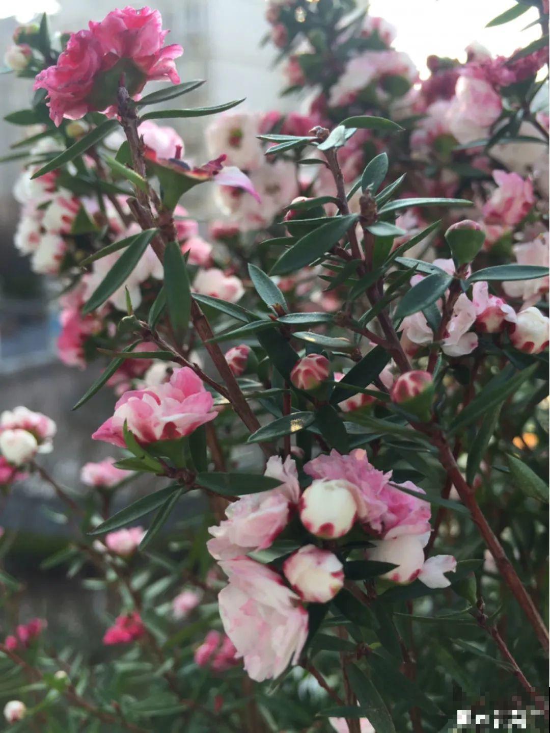 一种花像“松”又像“梅”，花色三变，易爆盆，开花持续小半年！