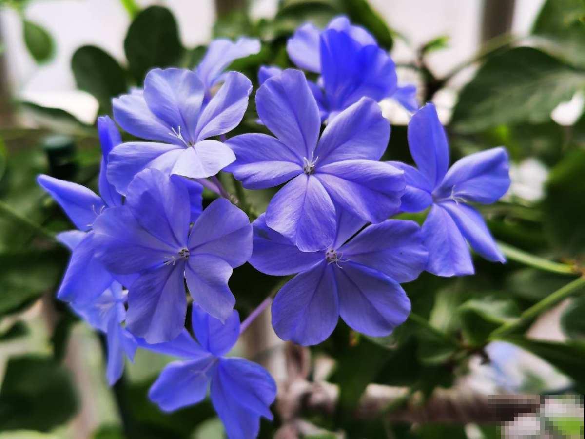 养花做到“4不贪”,养护有“度”,植物才能养得好 养花做到“4不贪”,养护有“度”,植物才能养得好