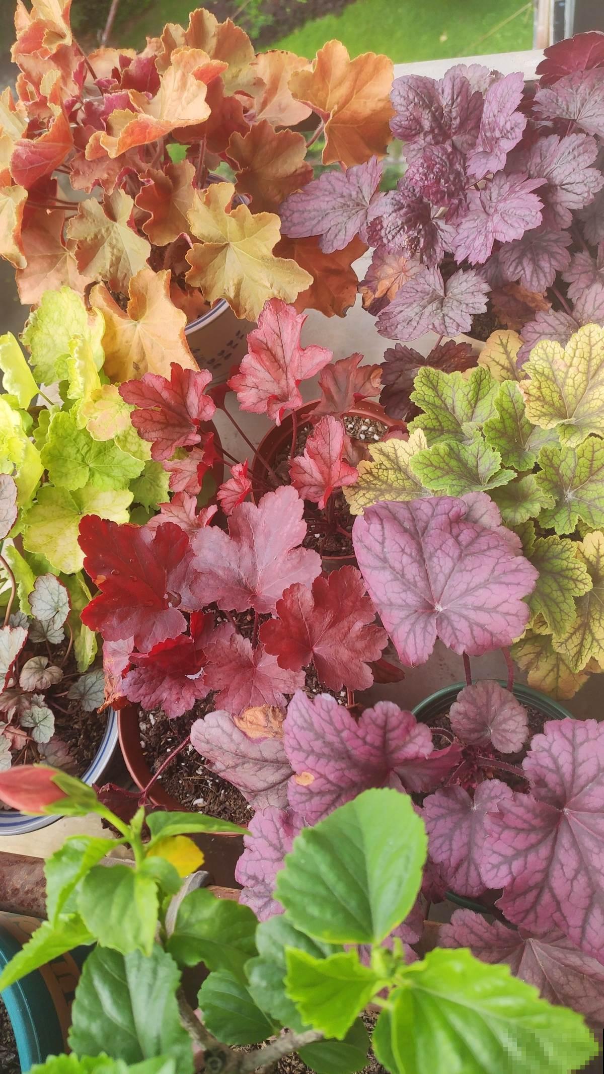 4种花可以放心“跟风”，好养开花多，越冷颜色越好看