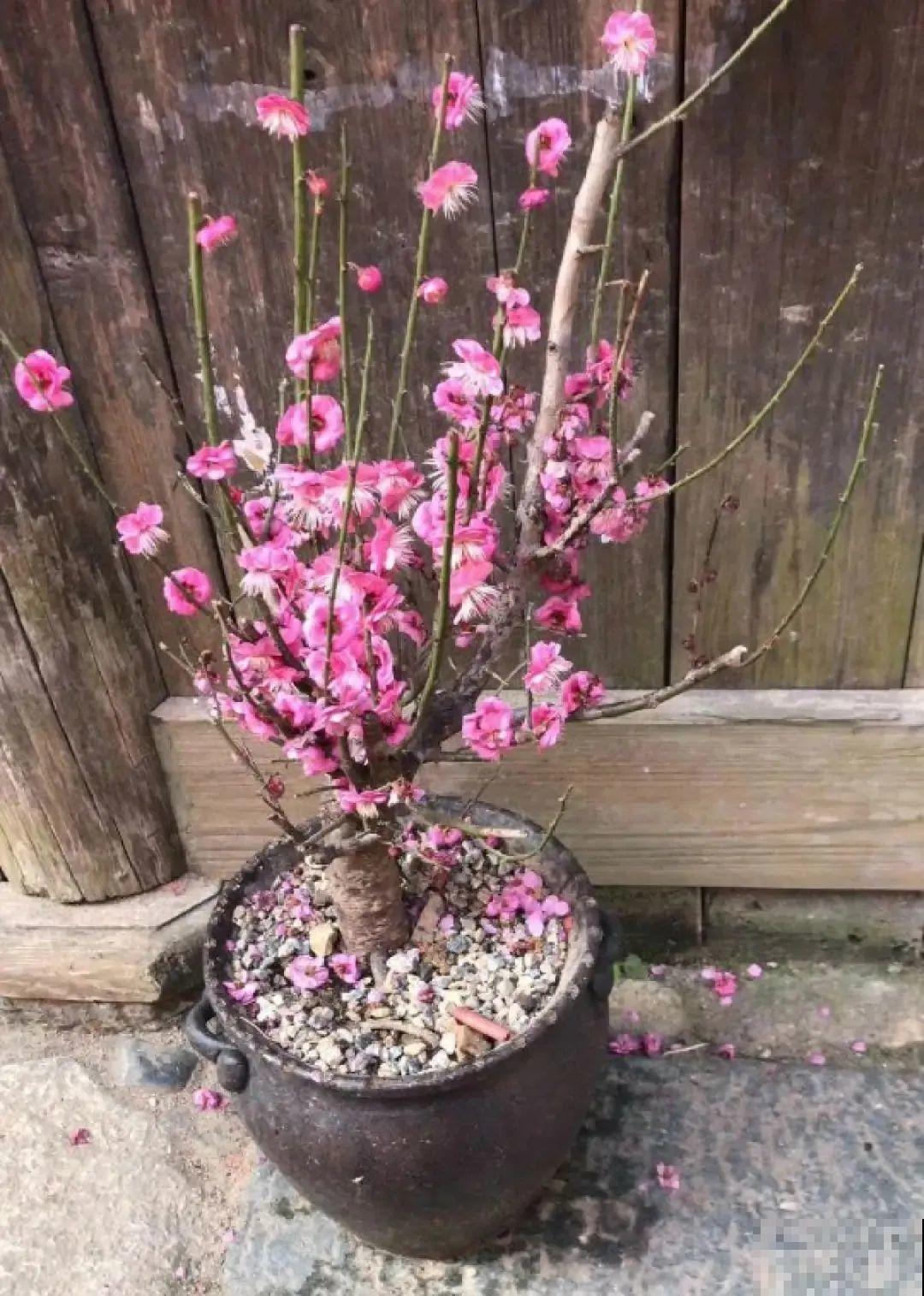 不怕冷的喜庆花,-15度依然开,满树繁花! 不怕冷的喜庆花,-15度依然开,满树繁花!