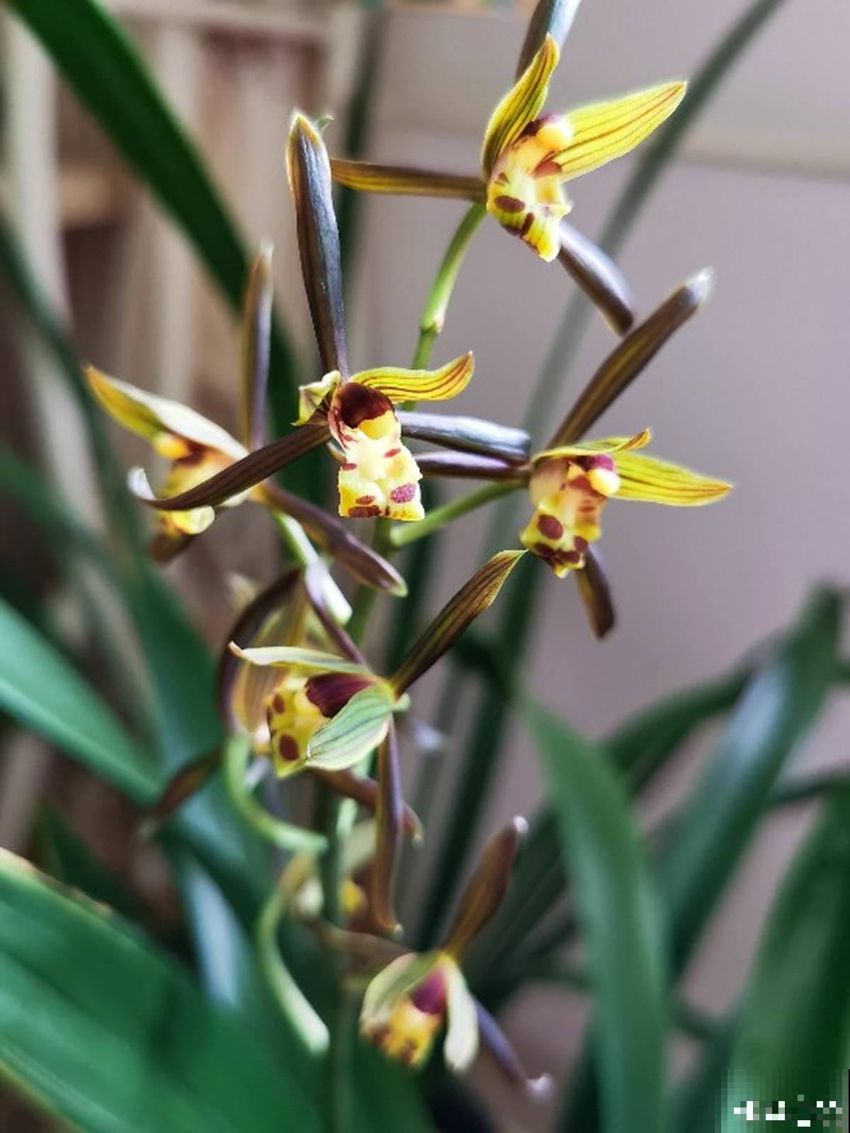 爷爷喜欢养兰花，却因品种普通被嘲笑，太气人