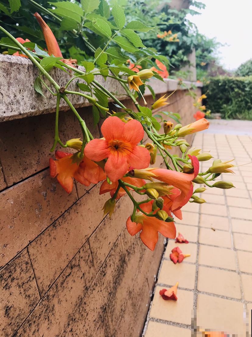 因为一个女人,我爱上了养花,从此生活有了颜色 因为一个女人,我爱上了养花,从此生活有了颜色