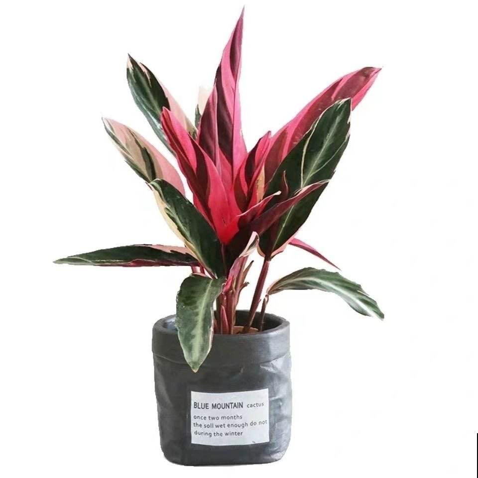 6种有格调的叶子花,室内养上它,气质十足贵气满满 6种有格调的叶子花,室内养上它,气质十足贵气满满