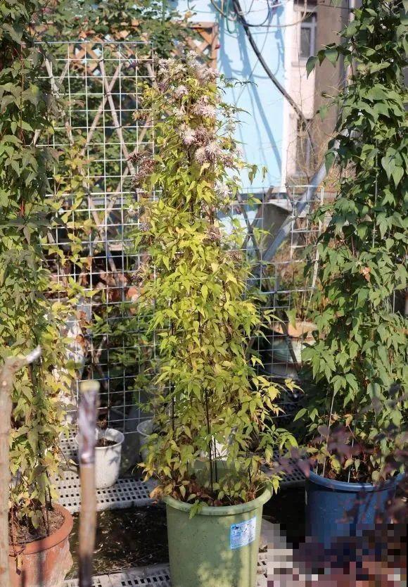 7种花冬天会假死，叶子掉光不要扔，明年还能大爆花！