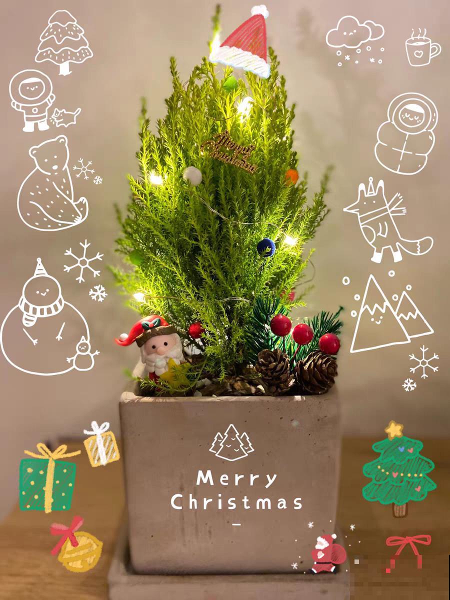 家里养一盆小香松,芬芳满室,满屋子都是高级香水味 家里养一盆小香松,芬芳满室,满屋子都是高级香水味