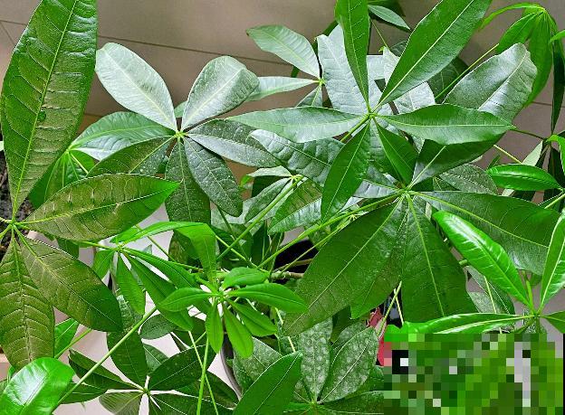 家中养花，就选这4种富贵花，能给家里“添财气”