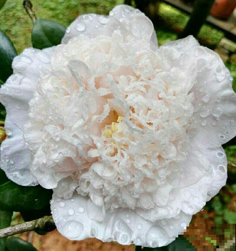 喜欢花香的朋友,一定不要错过茶花,现在买过年就能开 喜欢花香的朋友,一定不要错过茶花,现在买过年就能开