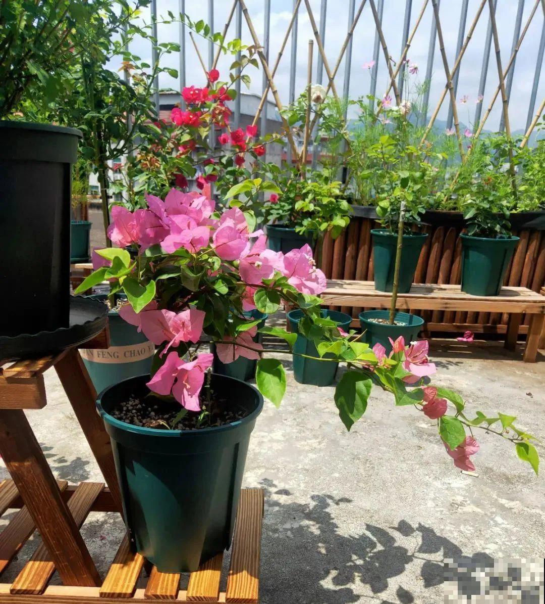 八种花养成老桩,有镇宅旺家好兆头,生机满满 八种花养成老桩,有镇宅旺家好兆头,生机满满