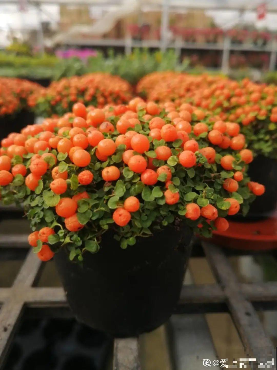 6种植物挂满果子,喜庆热闹,半年都不掉 6种植物挂满果子,喜庆热闹,半年都不掉