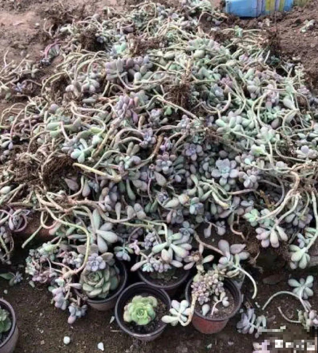 养花大棚倒闭,“贵货花”路边扔了一地,后悔没带个大麻袋 养花大棚倒闭,“贵货花”路边扔了一地,后悔没带个大麻袋